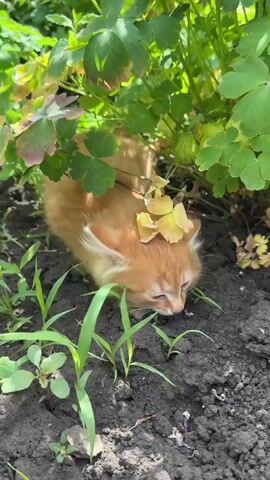 A small, orange kitten is shown in the foreground of the video. The kitten is surrounded by dark soil and green plants. The kitten's head is lowered and it appears to be nibbling on a blade of grass. The kitten has a fluffy tail and large, expressive eyes. In the background, there are larger green plants with some yellow and pink leaves, suggesting a garden or natural outdoor setting. The sunlight filters through the leaves, creating dappled lighting on the scene.