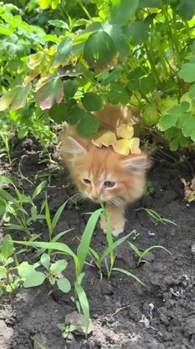 Ginger kitten explores a Khomutovo garden