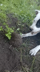Dog encounters hedgehog in backyard, curious interaction observed