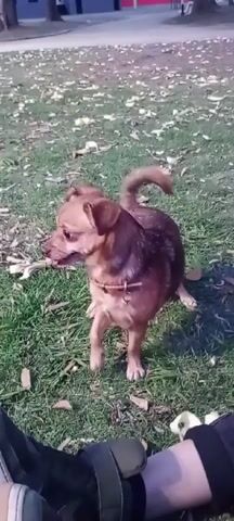 The video shows a small brown dog standing in a grassy area dotted with fallen leaves. The dog shakes its head, then turns to look around and pants. The dog is wearing a collar with a tag. A person is sitting on the grass next to the dog. The person is wearing dark pants and sneakers. The background is blurry and appears to be a park or similar outdoor space.