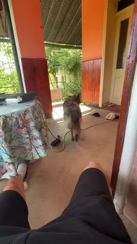A first-person perspective video shows a person sitting on a porch with their legs visible in the foreground. A dog, appearing to be a German Shepherd mix, approaches the person. The dog is initially walking away from the camera and then turns to face the person. The dog then jumps up, placing its paws on the person's lap, and looks directly at the camera. The porch has a concrete floor and is partially covered by a roof. A table with a floral tablecloth is on the left side of the frame. In the background, there is greenery and a doorway. The lighting suggests it is daytime.