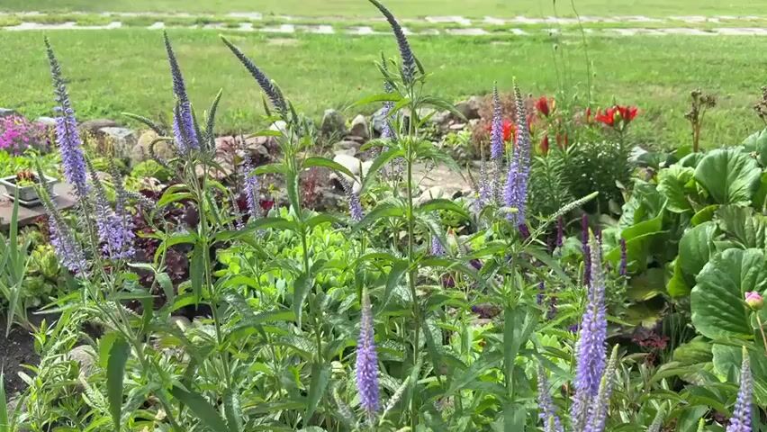 This video shows a garden with tall, purple flowers in the foreground. The flowers are in bloom and appear to be swaying slightly in the breeze. In the background, there is a patch of green grass, some rocks, and other plants, including some red flowers. The lighting suggests it is daytime. There are no people or animals visible in the video.
