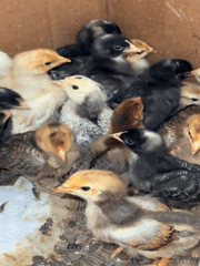 Rural poultry farming scenes documented in Noviy, Russia