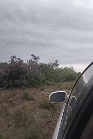 The video captures a view from inside a moving vehicle, looking out the side passenger window. The terrain is dusty and appears to be a dirt road or path. Dense vegetation, including green bushes and some trees with purple foliage, lines the sides of the path. The sky is overcast with gray clouds. The vehicle's side mirror and part of the car door are visible in the foreground. The perspective suggests the vehicle is traveling along this rough, unpaved route.