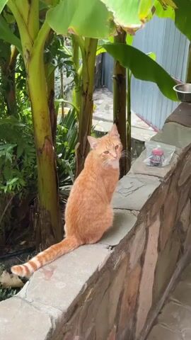 An orange tabby cat sits on a stone wall, looking around and then blinking. The cat's tail is long and striped. Behind the cat are banana trees with large green leaves. To the right of the cat on the wall is a small clear plastic bag containing a red object and a silver object.