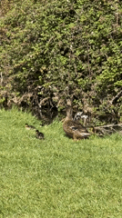 Mallard duck with ducklings spotted on grassy bank