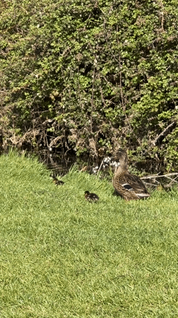 Mallard duck with ducklings spotted on grassy bank