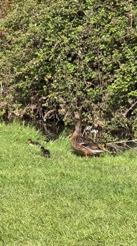 Mallard duck with ducklings spotted on grassy bank