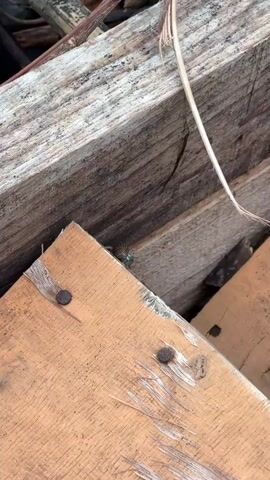 A close-up video shows a snail with a brown shell slowly crawling on a light brown wooden surface. The snail is positioned near the corner of the wooden plank, with its body extended and its head visible. The wooden plank has visible grain and some damage, with rough edges and white fibrous material. Two rusty nails are embedded in the plank, one closer to the snail and one further away. In the background, other wooden planks are visible, with a darker, weathered texture and some cracks. A thin, light-colored stalk or blade of grass is also visible, leaning over the wooden surfaces. The lighting appears natural, suggesting an outdoor or well-lit indoor environment.