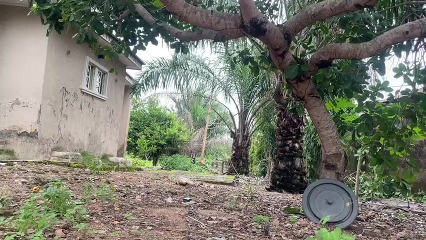 This media file showcases an outdoor scene in Aiyegunle, Nigeria. The primary subjects are a large tree with sprawling branches and lush green foliage, and a palm tree situated behind it. A house with weathered, light-colored walls and a single window is visible on the left side of the frame. In the foreground, the ground is covered with dry leaves, dirt, and some scattered greenery. A dark, circular object, resembling a weight plate, rests on the ground near the base of the large tree. A brick wall, partially covered in foliage, forms the background on the right.

The scene appears to be captured during daylight hours, with overcast conditions suggested by the soft, diffused light and the absence of harsh shadows. The presence of dense vegetation and the style of the house suggest a tropical or sub-tropical environment. The overall atmosphere is one of stillness and natural decay, with the overgrown vegetation and the somewhat dilapidated appearance of the house contributing to a sense of abandonment or neglect. No people are visible in the frame, and there is no discernible activity taking place. There is no visible text within the media file.