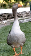 Waterfowl spotted at pond during afternoon hours