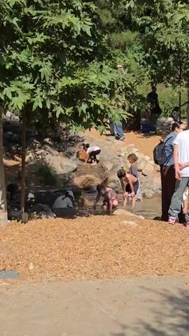 In an outdoor scene, several children are playing in a shallow stream. The water is clear, and some of the children are bending over, seemingly exploring the stream bed. Other children are standing nearby. The stream is lined with rocks, and the surrounding area is covered with wood chips, indicating a park or recreational setting. There are trees providing shade, and people are standing or walking around the area. The weather appears to be sunny.