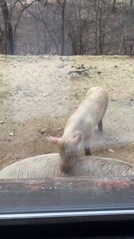 The video shows two pigs in a dirt enclosure with bare trees in the background. The pigs are light pink. One pig has its head down, possibly eating from something on the ground, while the other pig is mostly obscured but appears to be lying down. The scene is viewed through a window with a wooden frame.