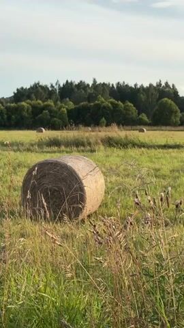 A vertical, eye-level shot of a grassy field under a partly cloudy sky. In the foreground, tall, dry grass and a few flowering weeds are slightly out of focus. In the middle ground, a large, round bale of hay sits prominently on the left side of the frame, also slightly out of focus. Further into the field, several more hay bales are visible, scattered across the green grass. A dense line of dark green trees forms the background, with a lighter patch of trees in the distance on the left. The lighting suggests it is either late afternoon or early morning. There are no people or animals visible.