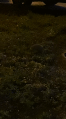 Hedgehog spotted in grassy area in Moscow