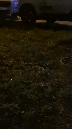 Hedgehog spotted in grassy area in Moscow