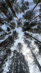 Family forest walk documented in Chaikovsky pine woods