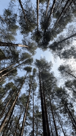 Family forest walk documented in Chaikovsky pine woods