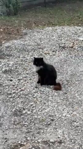 The video shows a black cat with white markings sitting on a gravel surface. The cat has a long, bushy tail with hints of brown. The background includes some greenery and a fence. The camera zooms in slightly on the cat.