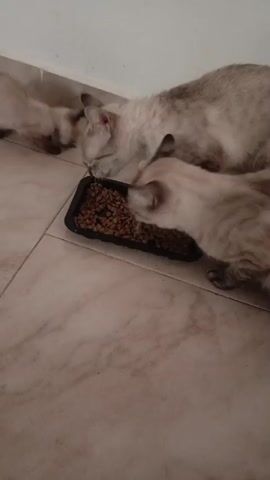 The video shows three cats eating from a black rectangular food dish placed on a tiled floor. The cats appear to be of the same breed, with light-colored fur and darker points on their ears and faces. One cat, larger than the others, is on the right side of the dish, with its head down eating. Two smaller cats are on the left side of the dish, also eating. The background is a plain wall. The lighting is natural and appears to be from an overhead source. The camera is positioned at a downward angle, capturing the cats and their food dish. The video is a short clip, showing the cats engaged in eating their meal.
