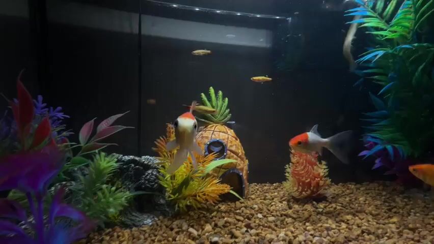This video shows a close-up view of an aquarium. There are several fish swimming around, including goldfish with orange and white coloring, and smaller yellow fish. The aquarium has a gravel substrate and is decorated with artificial plants in various colors, including purple, red, orange, and green. There is also a pineapple-shaped ornament in the center of the tank. The water appears clear. The lighting is dim, with a light source visible at the top of the tank. The camera is positioned low, at the level of the fish, and is mostly focused on the left side of the tank. The fish are in motion, with some appearing blurred due to their speed.