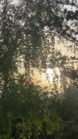 The video shows a close-up view of trees and foliage against a bright sky. The sun is visible through the leaves, casting rays of light. The leaves are green and appear to be moving gently. The overall impression is of a natural outdoor scene, possibly a forest or a park. The lighting suggests it could be sunrise or sunset.