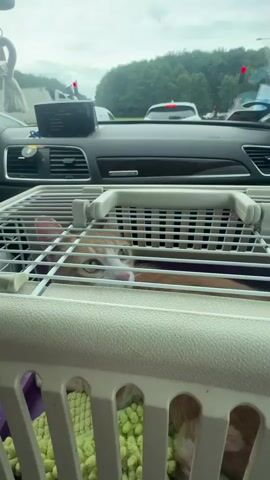 The camera is positioned inside a car, focused on a pet carrier containing a tan and white cat. The carrier is placed on the passenger seat. The cat is lying down, partially visible through the carrier's bars. Its eyes are open. The interior of the carrier is lined with a green, textured mat. Through the windshield, the road and other vehicles are visible, indicating that the car is stopped in traffic, possibly at a red light. The dashboard of the car is also visible, including the air vents and the infotainment system. A white decorative item hangs from the rearview mirror. The cat makes a brief, quiet meow.