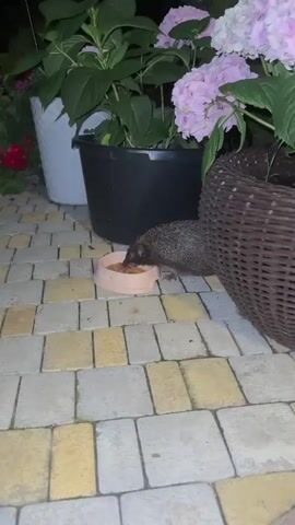 A hedgehog is eating food from a pink bowl placed on a paved patio. The hedgehog is facing the bowl and appears to be digging its snout into the food. In the background, there are large potted plants, one with pink flowers, and a woven basket. The paving stones are a mix of beige and grey.