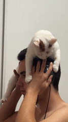 Evening domestic life documented in Sofia apartment with cats