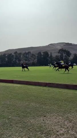 The video shows a polo match on a green grass field. Several players on horseback are in motion, with some actively engaged in the game, swinging mallets. The background features a line of trees and rolling hills under a hazy sky. The field is marked with a red boundary line. The players are wearing riding attire, and some horses are dark brown, while one is white. The action appears to be dynamic, with horses galloping across the field.