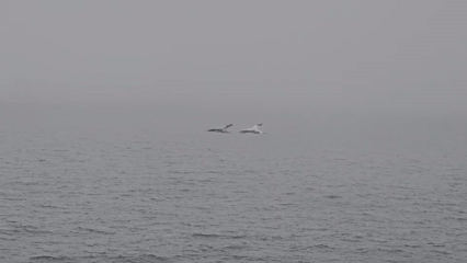 Pair of seabirds alternate lead positions over foggy Norwegian waters