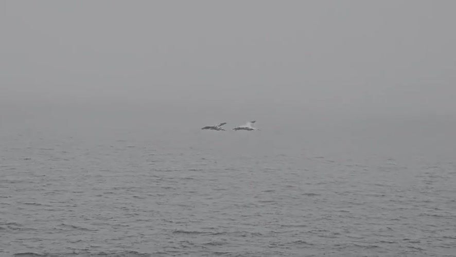 Pair of seabirds alternate lead positions over foggy Norwegian waters
