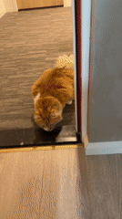 Two cats at home in a Rijswijk apartment, doing cat things