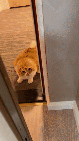 Two cats at home in a Rijswijk apartment, doing cat things