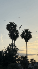 Palm trees create evening silhouettes in peaceful Sanremo scene