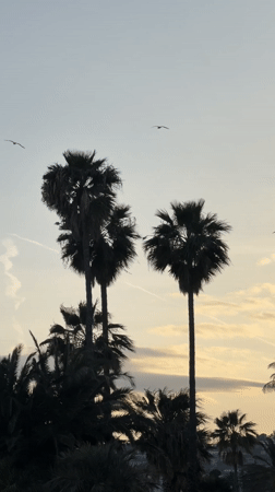 Palm trees create evening silhouettes in peaceful Sanremo scene