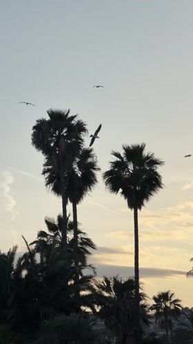 Palm trees create evening silhouettes in peaceful Sanremo scene