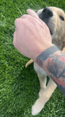 Golden retriever puppy plays with owner in Kostinbrod park