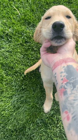Golden retriever puppy plays with owner in Kostinbrod park