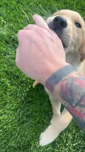 Golden retriever puppy plays with owner in Kostinbrod park