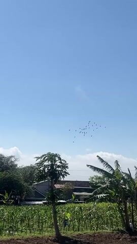 A flock of birds flies in formation against a clear blue sky. Below, a lush green field of crops stretches towards a line of trees. Scattered amongst the trees are a few houses, and a single papaya tree stands prominently in the foreground. The sun shines brightly, casting a warm light on the rural landscape.