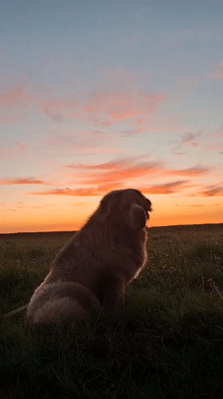 Person and dog enjoy sunset walk in Russian countryside