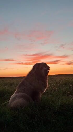 Person and dog enjoy sunset walk in Russian countryside