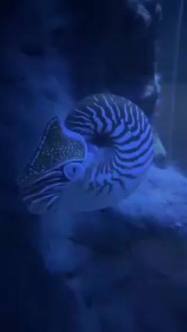 The video shows a nautilus in an aquarium. It is positioned near a sandy rock structure and is illuminated by a blue light. The nautilus has a distinctive spiral shell with dark stripes. It appears to be stationary. The water in the aquarium is clear.