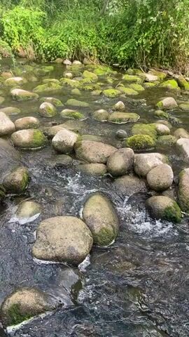 A close-up shot of a shallow, rocky stream. The water flows rapidly over smooth, rounded stones, many of which are covered in green moss. The streambed is visible through the clear water, showing more stones and dark sediment. Lush green foliage and trees line the banks of the stream, creating a natural, outdoor setting. The camera remains stationary, focusing on the movement of the water and the texture of the rocks. There are no people or animals visible in the video.