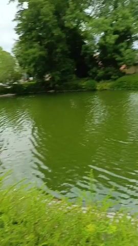 A video opens on a tranquil park scene. In the foreground, lush green grass and small white flowers line a stone pathway, leading the eye towards a shimmering green pond. The pond's surface is gently rippled, reflecting the overcast sky and the surrounding greenery. A white fountain sprays water in a graceful arc near the center of the pond, its movement creating a soft visual rhythm. A lone duck glides smoothly across the water, leaving a subtle wake. In the background, mature willow trees with long, cascading branches drape over the pond, their verdant foliage creating a sense of serene enclosure. Beyond the trees, glimpses of buildings and a church steeple suggest the park is located within or near a town. The overall impression is one of peaceful natural beauty.