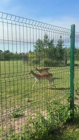 The video shows two deer on a grassy field behind a chain-link fence on a sunny day. The deer are walking from left to right across the frame. The fence is made of metal and has green vertical posts. In the background, there are trees and a building. The sky is blue with some clouds.