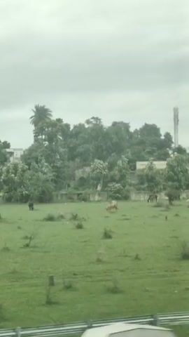 The video shows a wide, green, grassy field under an overcast sky. Several cows are grazing in the field. In the background, there are trees, some buildings, and a tall telecommunications tower. There is a fence in the foreground.