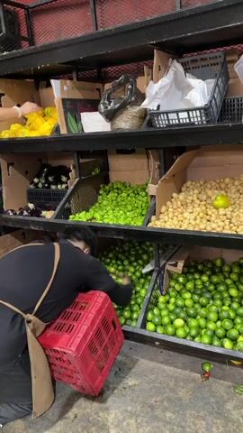 A person wearing a black long-sleeved shirt and a tan apron is reaching into a shelf filled with limes and placing them into a red crate. The shelves behind the person contain various other vegetables including yellow squash, eggplants, tomatillos, and potatoes. Another person wearing a white patterned shirt is reaching into the shelf above the person with the apron. The shelves are black wire shelves and are located indoors. Some limes have fallen onto the floor.