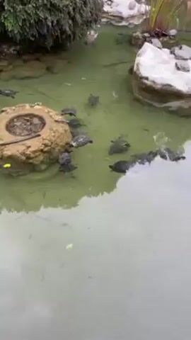 The video shows a pond with many turtles swimming in it. The pond is fairly shallow, and the water is murky, making it difficult to see the bottom. There are a few rocks and plants scattered around the pond, and the turtles are clustered near the rocks. Some of the turtles are basking on the rocks. In the background, someone can be heard speaking in a language other than English.